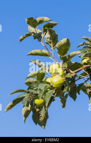 Il ramo oh ad un albero di mele piena di verde frutto acerbo blue sky in background Foto Stock