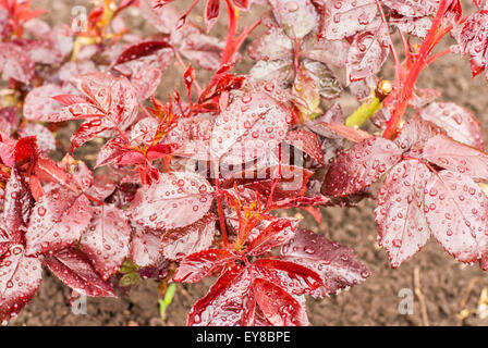 Nuove piantate rose prima foglie con gocce di pioggia Foto Stock