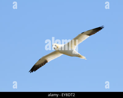 Un gannett ( Sula bassana ) in volo Foto Stock