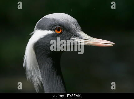 Testa soleggiato e bill di un asiatico Demoiselle gru (Anthropoides virgo) visto di profilo Foto Stock