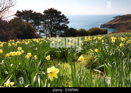 Giunchiglie crescere dal mare in Cornovaglia. Foto Stock