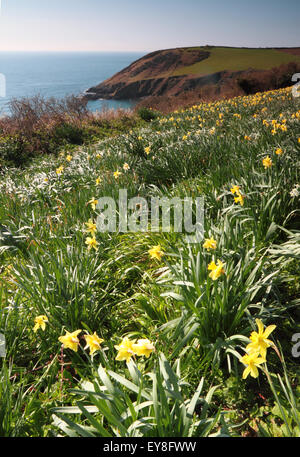 Giunchiglie crescere dal mare in Cornovaglia. Foto Stock