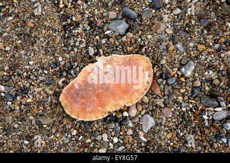 Vuoto, arancione carapace di granchio su ciottoli colorati sulla spiaggia. Foto Stock