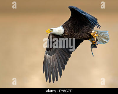 American aquila calva in volo con pesce Foto Stock