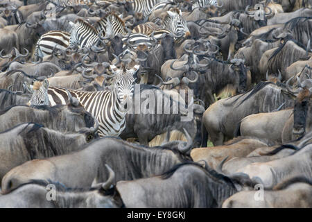 Le pianure zebra (Equus burchellii), guardando alla fotocamera, tra blu GNU ( Connochaetus taurinus) durante la migrazione del Serengeti Foto Stock