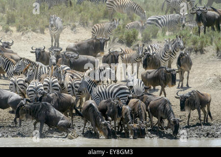 Le pianure zebra (Equus burchellii) e blu GNU ( Connochaetus taurinus) bere durante la migrazione del Serengeti National Park, Foto Stock