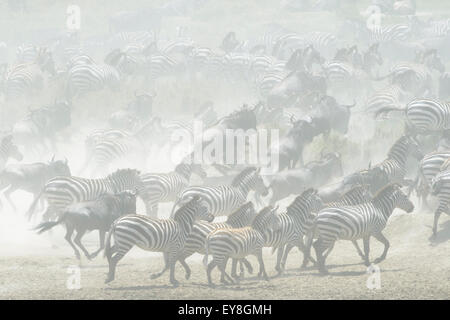 Le pianure zebra (Equus burchellii) e blu GNU ( Connochaetus taurinus) in esecuzione in polvere, Serengeti National Park, tanza Foto Stock