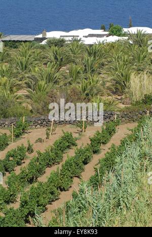 Isola di Pantelleria (Sicilia, Italia), tipica casa chiamata dammuso Foto Stock