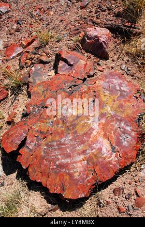 Legno pietrificato colorato di registro di sezione trasversale. Parco Nazionale della Foresta Pietrificata, Arizona, Stati Uniti d'America Foto Stock