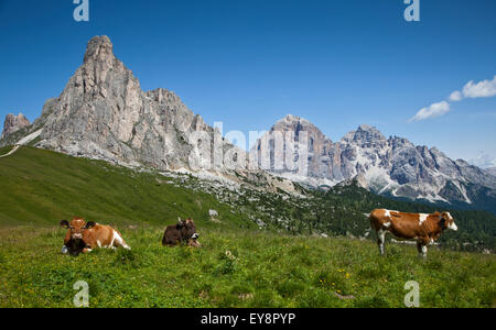 Bovini in prato sul Passo Giau, con Ra Gusela e Tofana picchi in background, vicino a Cortina d'Ampezzo, Dolomiti, Italia Foto Stock