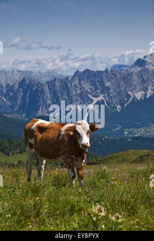 Mucca nel prato sul Passo Giau, Sorapis picco e Cortina d'Ampezzo in background, Dolomiti, Italia Foto Stock