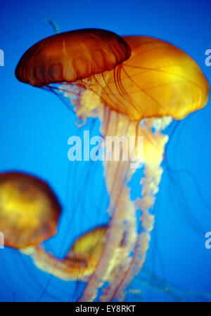 Meduse in acquario Foto Stock