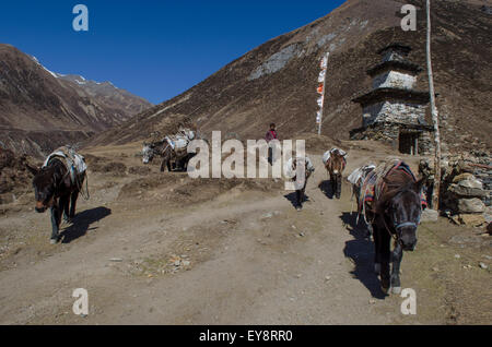 Pack cavalli lascino il villaggio di Samdo in alto Nubri valle del circuito di Manaslu Trek Foto Stock