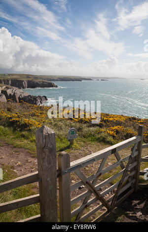 punta di Porthclais vicino a St Davids al Pembrokeshire Coast National Park, Galles UK nel mese di maggio Foto Stock