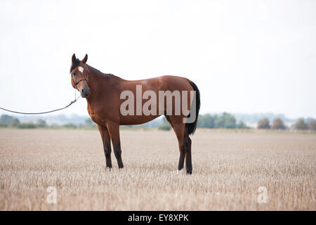 Un cavallo arabo in piedi in un campo di stoppie, guardando lontano Foto Stock