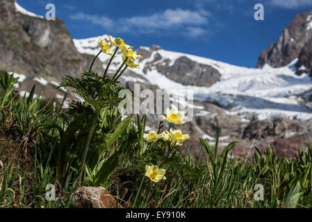 Giallo pasqueflower alpine / anemone alpino (Pulsatilla alpina subsp. apiifolia) in fiore nelle Alpi Foto Stock