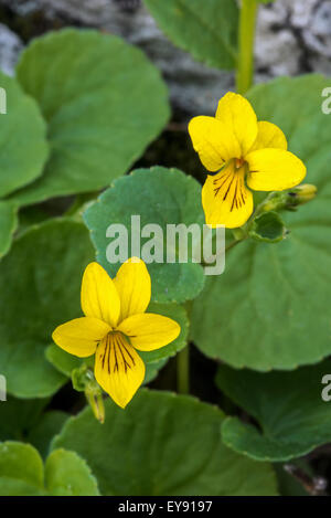 Alpine giallo-viola / twoflower viola (Viola biflora) in fiore nelle Alpi Foto Stock