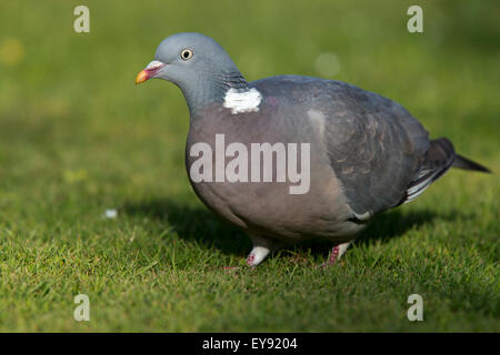 Woodpigeon comune, (Columba oenas), Adulto, Heligan, Cornwall, Inghilterra, Regno Unito. Foto Stock