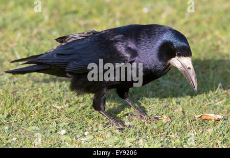 Rook, (Corvus frugilegus), Adulto, Heligan, Cornwall, Inghilterra, Regno Unito. Foto Stock