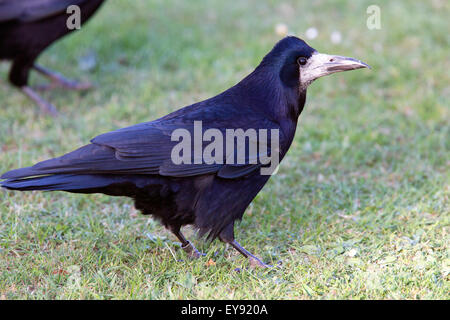 Rook, (Corvus frugilegus), Adulto, Heligan, Cornwall, Inghilterra, Regno Unito. Foto Stock