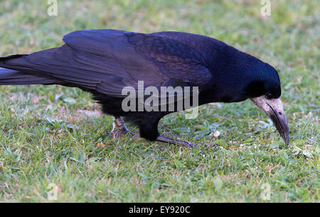 Rook, (Corvus frugilegus), Adulto alimentazione, Heligan, Cornwall, Inghilterra, Regno Unito. Foto Stock