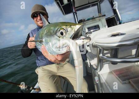 Fisherman detiene un fresco catturato false tonno bianco alalunga; Cape Cod, Massachusetts, Stati Uniti d'America Foto Stock