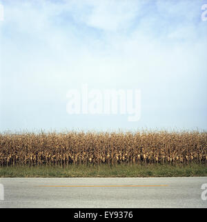 Un Cornfield in Woodburn Kentucky Foto Stock