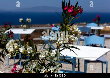 Taverna, oleandri, Oia - Santorini, Cicladi Grecia, Europa Foto Stock