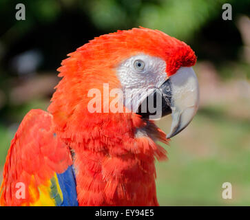 Un Scarlet Macaw, Ara macao Foto Stock