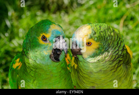 Due fronteggiata blu pappagalli Amazon, Amazon aestiva Foto Stock