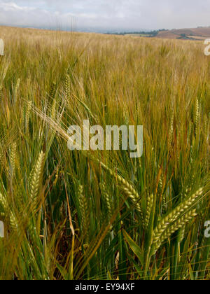 Close up di un raccolto di orzo che cresce in un campo, Devon, Regno Unito Foto Stock