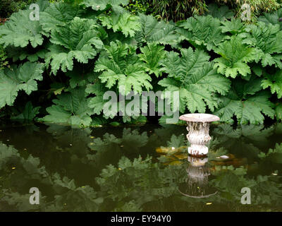 Gunnera manicata, Gunnera tinctoria - Rabarbaro Gigante, Gunnera Gigante, crescente attorno ad un laghetto ornamentale, Shaldon, Devon, Regno Unito Foto Stock