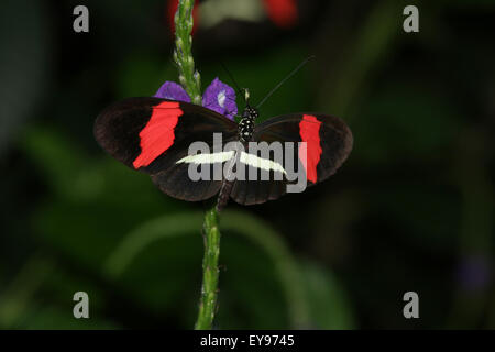 Butterfly. Red Portalettere, Heliconius erato. Il Conservatory della Farfalla a Niagara Parks Giardini Botanici, Ontario, Canada. Foto Stock
