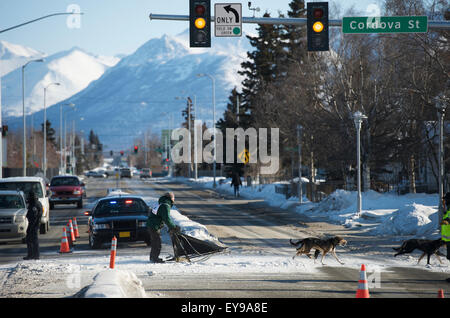 Cani team corrono attraverso la città per il 2011 Fur Rondy nel Campionato del Mondo di Sled Dog gare di Anchorage in Alaska, Foto Stock