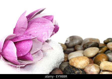 Magnolia blossom e scogli isolati su bianco Foto Stock