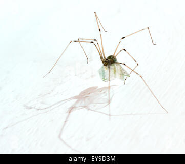 Gambe lunghe ragno con può volare su sfondo bianco Foto Stock