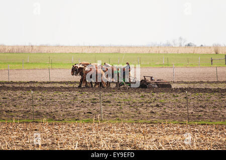 Ragazzo Amish arando un campo con i cavalli, vicino Hazelton; Iowa, Stati Uniti d'America Foto Stock