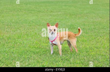 Chihuahua cane sull'erba Outdoor Foto Stock