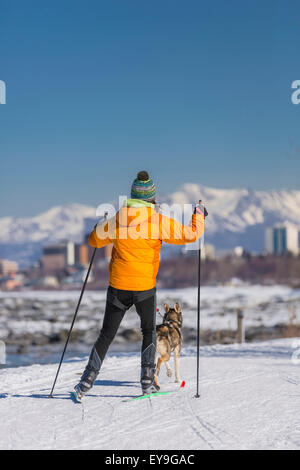 Una giovane donna skijors con la sua Alaska Husky Sled Dog giù il Percorso Costiero di Tony Knowles, Anchorage, centromeridionale Alaska, Stati Uniti d'America. Foto Stock