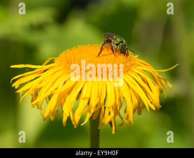 Verde metalizzato Ape su fiore giallo Foto Stock