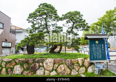 Parco del Castello di Hamamatsu,città di Hamamatsu,Prefettura di Shizuoka, Giappone Foto Stock