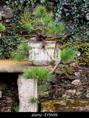 Foresta di Berkeley, Co Wexford, Irlanda; bonsai di pino silvestre Foto Stock