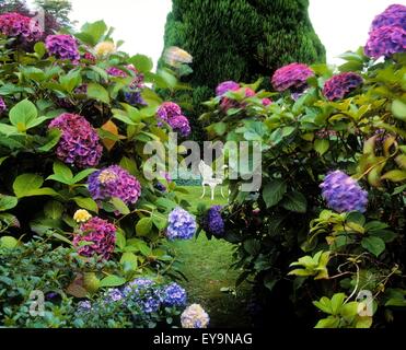 Foresta di Berkeley, Co Wexford, Irlanda; Ortensie Foto Stock