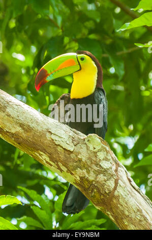 Ramphastos sulfuratus, Chiglia fatturati Toucan a Tikal, Guatemala Foto Stock