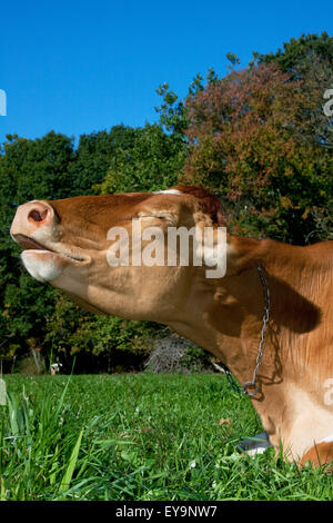 Lynn,pietra,Ag,l'agricoltura,agricola rurale, Foto Stock