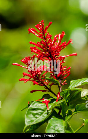 Odontonema strictum, Firespike al lago Atitlan, Guatemala Foto Stock