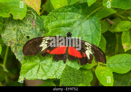 Heliconius erato petiverana, rosso portalettere Butterfly al lago Atitlan, Guatemala Foto Stock