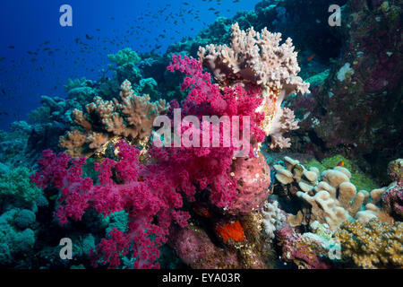 I colori del reef in profondità a furia di sciami Reef, Mar Rosso, Egitto Foto Stock