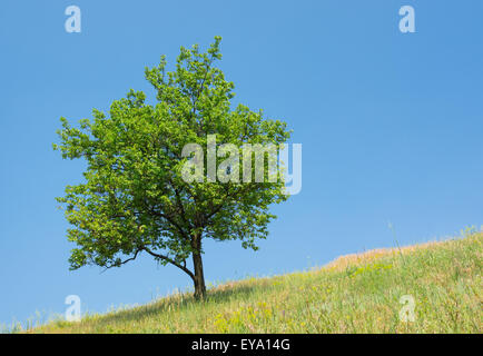 Lonely albicocca albero su di una collina a stagione estiva Foto Stock