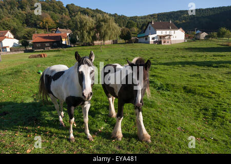 Alberschweiler, Francia, due cavalli in un paddock Foto Stock